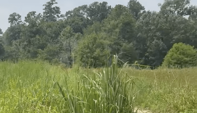 Featured image for “Video: Take a tour with us through the Houston Arboretum”